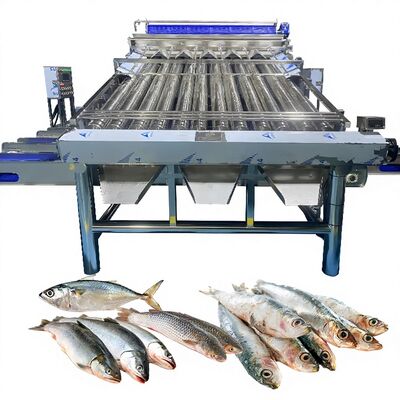 좋은 가격 18pcs 롤러 SS304 작은 물고기 정렬 기계 작은 물고기 등급 라인 물고기 크기 조정 기계 물고기 롤러 그레이더 온라인으로