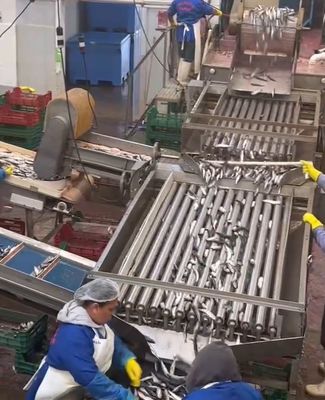 좋은 가격 4 스타일 자동 물고기 분류 기계와 작은 물고기를 분류 라인 5-10T / H 온라인