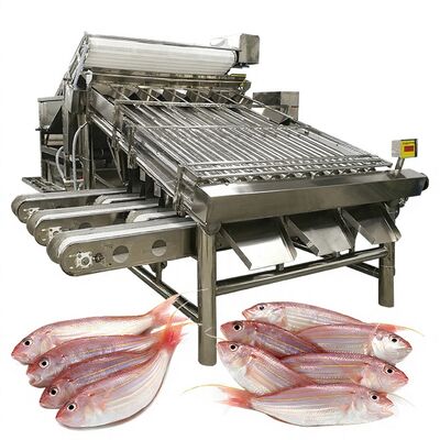 좋은 가격 효율적인 생선 분류 기계 생선 크기 기계와 생선 사양 기계 1000kg-1200kg 생선 가공용 생선 분류기 온라인